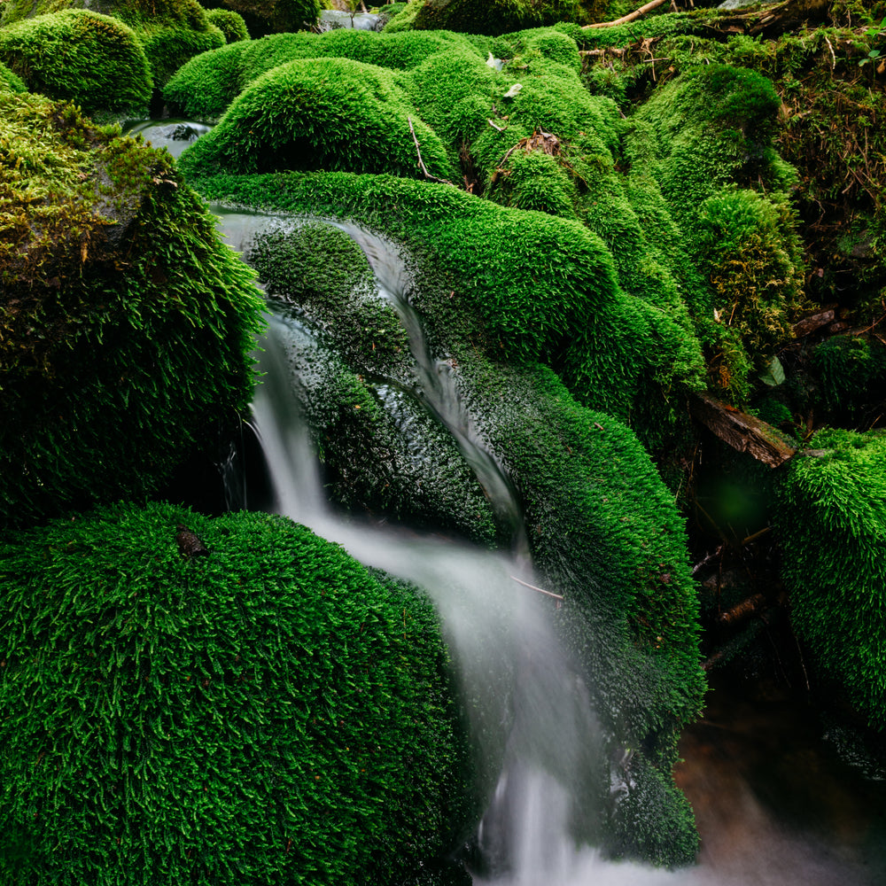 Mossbyellen