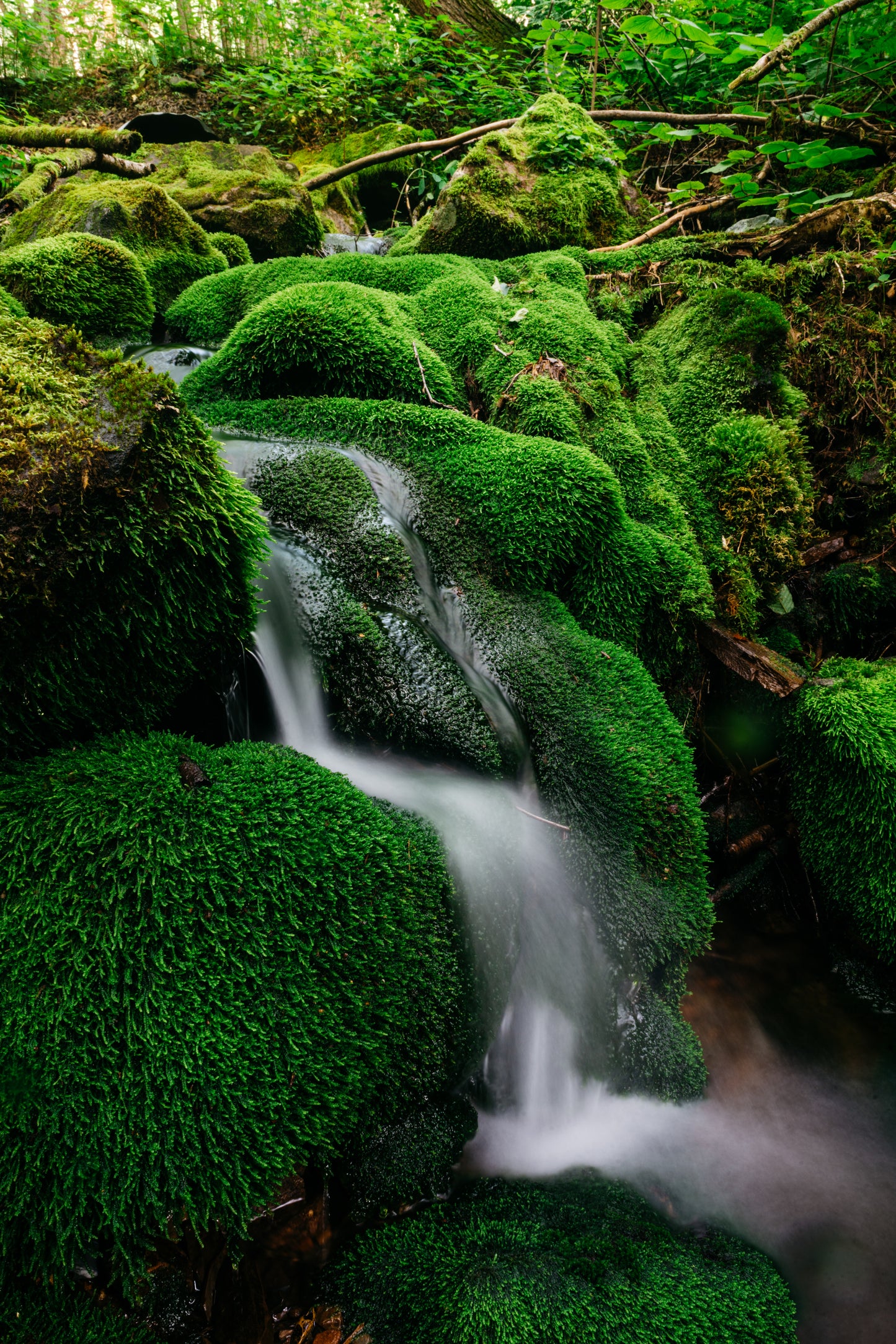Mossbyellen